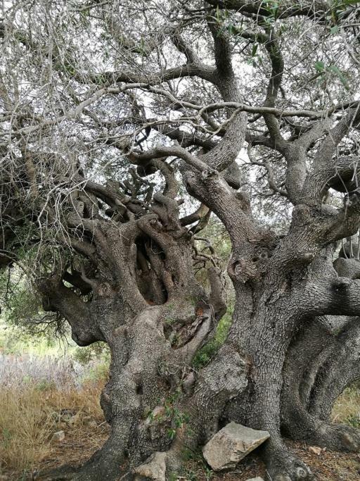 Appartamento L'Albero Magico Nella Campagna Gallurese Santa Teresa Gallura Exterior foto